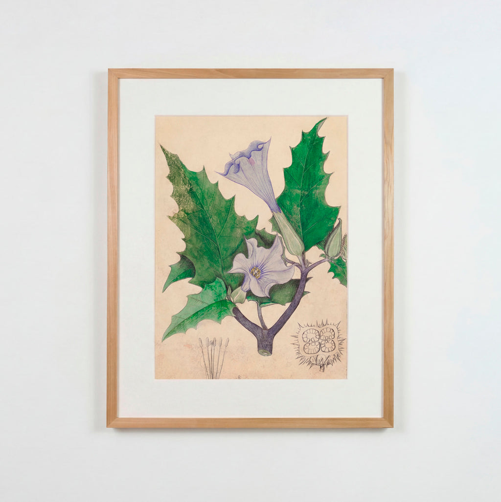 LW002 Datura
