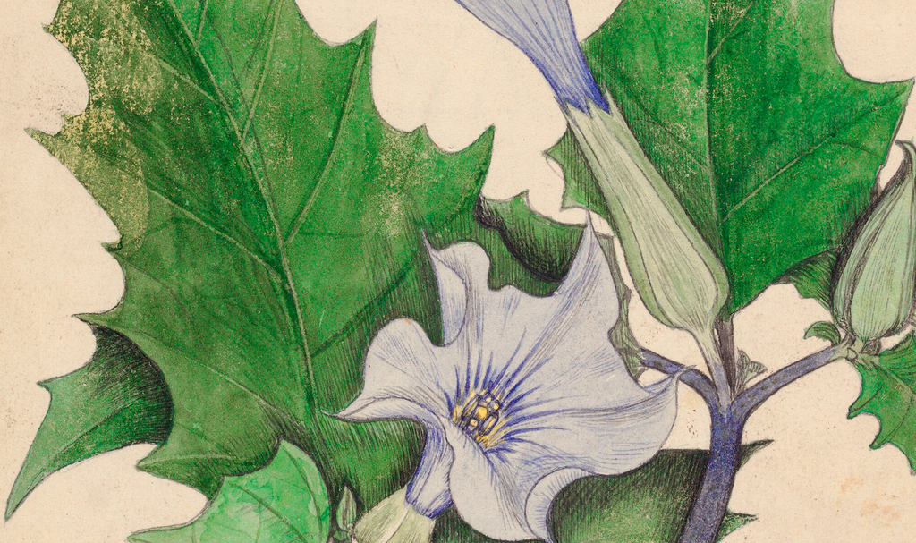 LW002 Datura