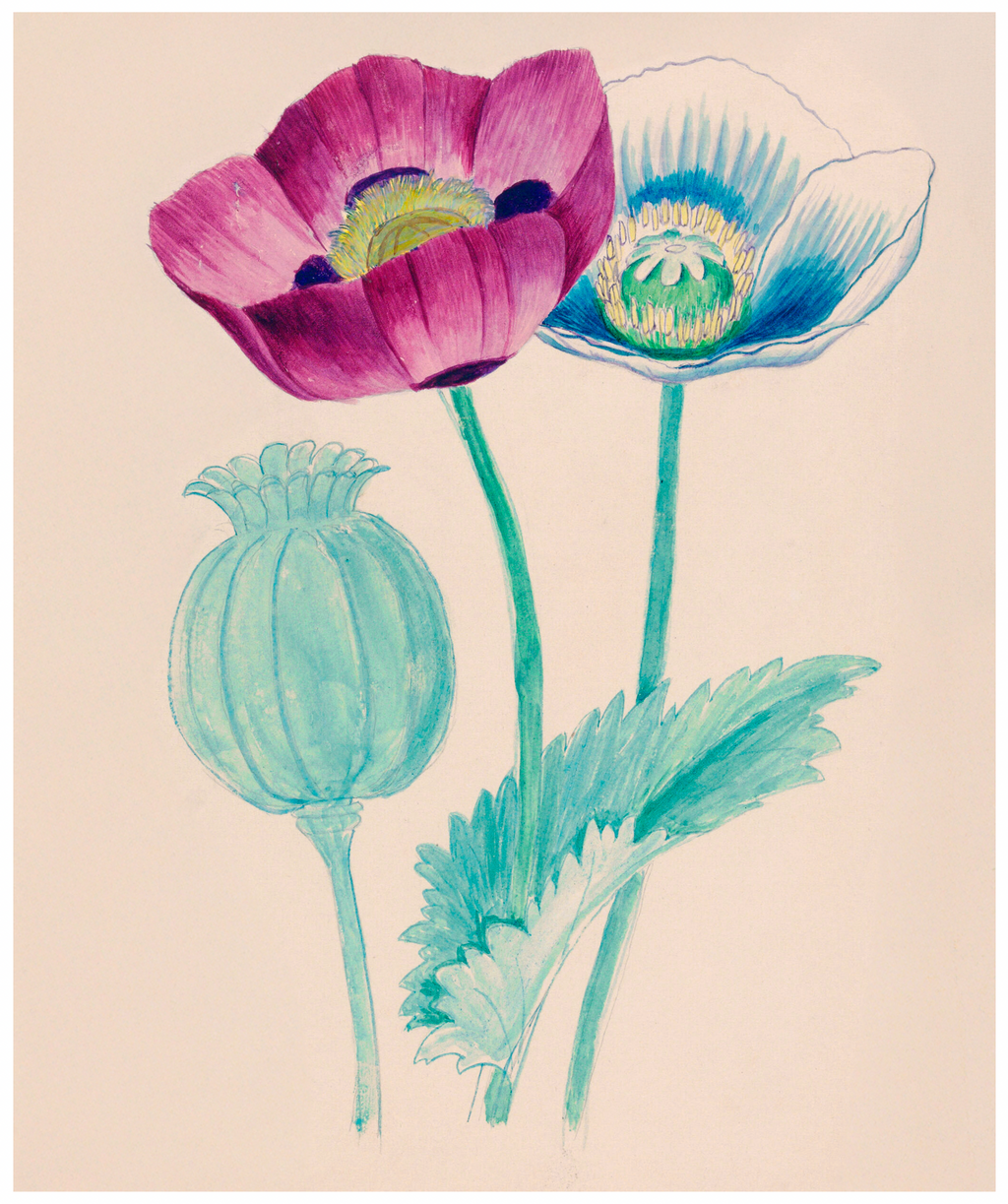 LW003 Poppy