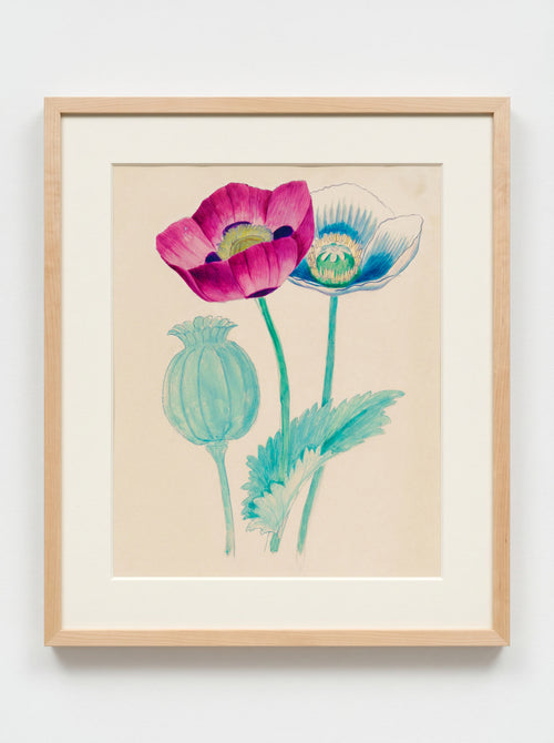 Archival Opium Poppy Drawing